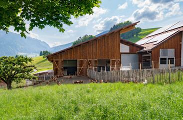 Eine gro&szlig;e Ansammlung freilaufender H&uuml;hner und H&auml;hne auf einer H&uuml;hnerweide vor einem H&uuml;hnerstall .