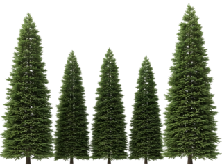 Five coniferous trees isolated on transparent background