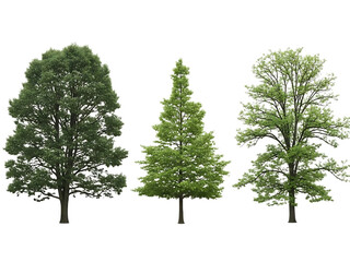 Three trees illustration isolated on transparent background