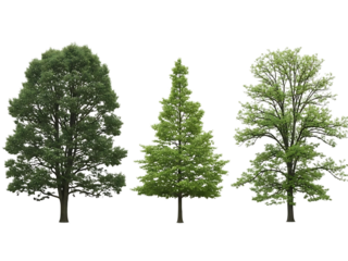 Three trees illustration isolated on transparent background