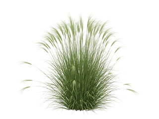 Grass plant isolated on transparent background