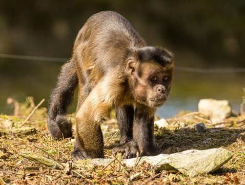 Singe Capucin