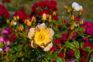 Feeria barw różanego ogrodu 2025 © Krzysiek Cegiełka