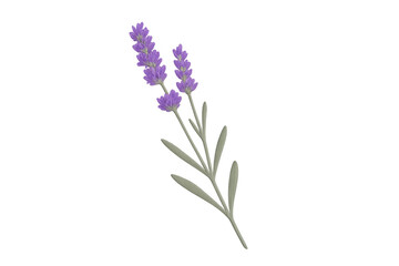 Obraz premium Lavender flower plant with purple blossom transparent background