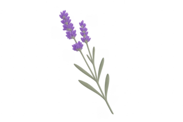 Lavender flower plant with purple blossom transparent background