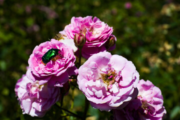 Zdobywca na kwitnącej róży 2025 © Krzysiek Cegiełka