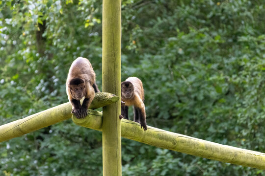 Singe Capucin