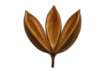 Kurrajong seed pod husk opening on transparent background