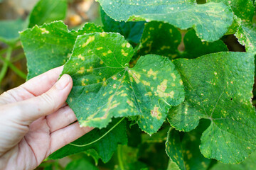 Green cucumber leaves with yellow spots of the mosaic virus. Inspection of the diseased plant
