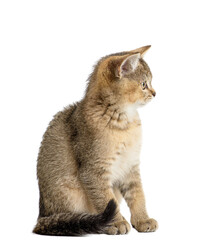 Small Scottish kitten with thick striped fur, sitting sideways, head turned to the right