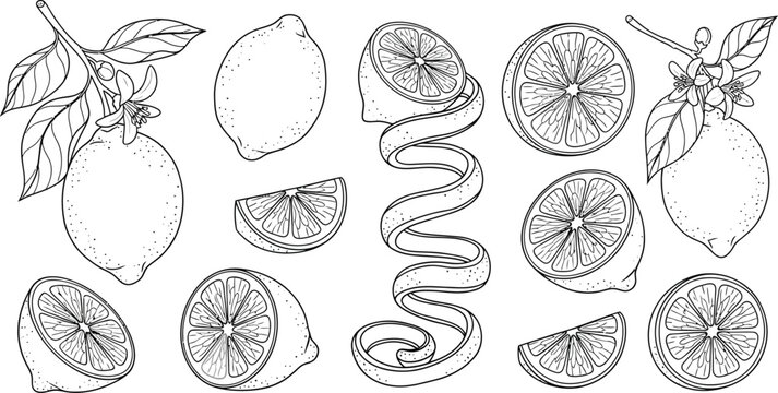 Black and white line drawing of lemons and slices with leaves lemon