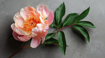 Single blooming coral peony rests diagonally across a muted gray textured surface