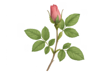 Pink rose bud vintage botanical illustration transparent background