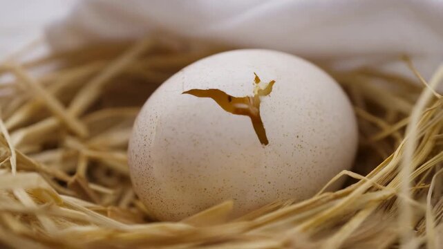 Tiny chick emerges from eggshell in straw nest transformation