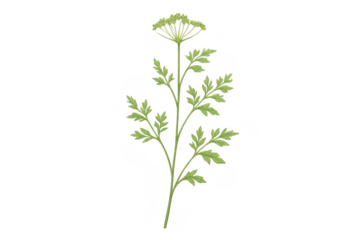 Chervil herb botanical illustration with transparent background