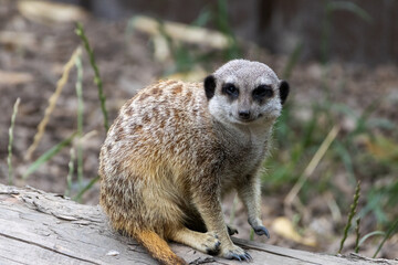 Suricate