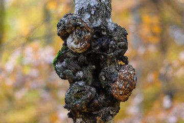 Tree Burl and Callus Tissue Formation on Trunk, Abnormal Wood Growth Caused by Stress, Injury or Pathogen, Botanical and Biological Close-Up in Forest Environment