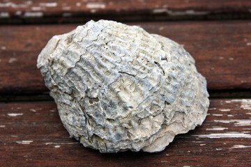 Fossilized Seashell from the French Alps near Grenoble from the Mesozoic Era  © Stanford Lone
