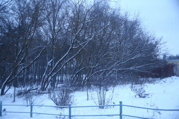 winter landscape with trees