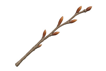 Tree branch with spring buds showing growth