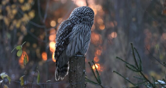 Owl at sunrise. Ural owl, Strix uralensis, perched on forest fence with orange sunrays on background. Beautiful grey owl observing surroundings. Bird of prey in natural habitat. Winter in wild nature.