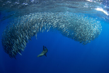 A california sea lion is hunting a shoal of sardines. A bait ball of sardines near the coast of Baja California.  A zalophus californianus is hunting a sardinops sagax.