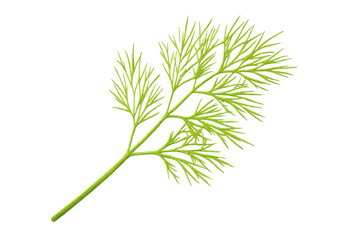Fototapeta premium Fresh dill herb sprig on transparent background