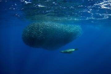 A california sea lion is hunting a shoal of sardines. A bait ball of sardines near the coast of Baja California.  A zalophus californianus is hunting a sardinops sagax.