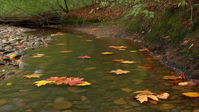 Autumn leaves gently float downstream in a tranquil forest creek