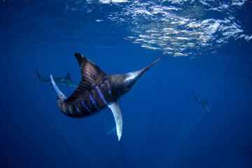 A striped marlin is hunting a shoal of sardines. A bait ball of sardines near the coast of Baja California. The fastest fish in the ocean has a spear on its head. A Kajikia audax is hunting sardines