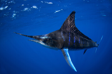 A striped marlin is hunting a shoal of sardines. A bait ball of sardines near the coast of Baja California. The fastest fish in the ocean has a spear on its head. A Kajikia audax is hunting sardines