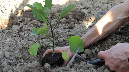 Piantare la melanzana nel giardino