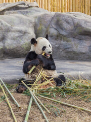 A Giant panda eating bamboo in a zoo.   © JHVEPhoto