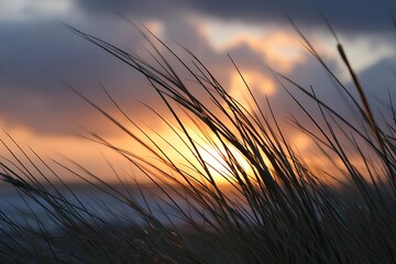 Fototapeta premium Sunset behind wind swept grass on coastal dunes serene nature landscape photography tranquility