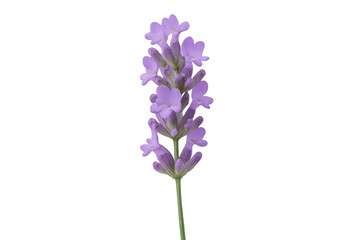 Obraz premium Fresh lavender flower sprig blooming on transparent background