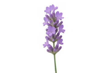 Fresh lavender flower sprig blooming on transparent background