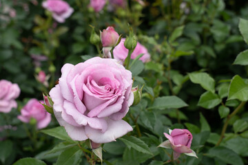  Violet's Pride Rose flowers growing in the garden. United States. © JHVEPhoto