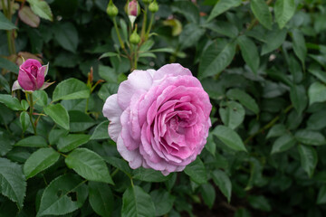  Violet's Pride Rose flowers growing in the garden. United States. © JHVEPhoto