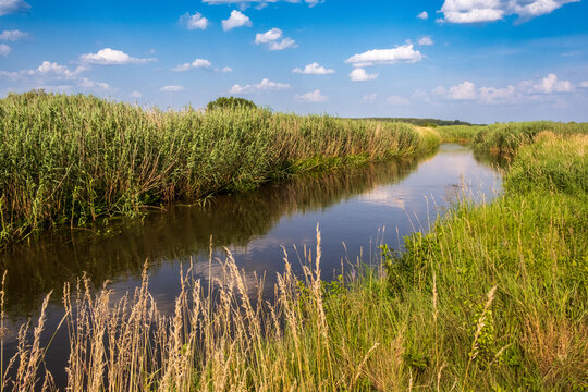 The Narew River flowing through a meadow near the skete in Odrynki.