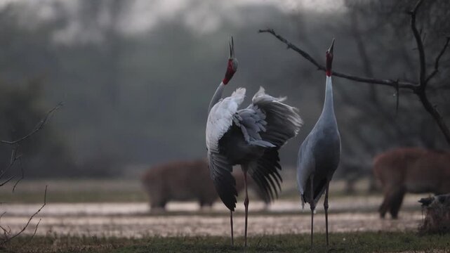 Pair of sarus crane making calls in bharatpur bird sanctuary