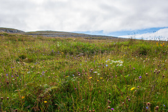 Wildflowers in The Burren County Clare West of Ireland. Part of this unique rock structure forms the Burren National Park Land