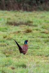 Obraz premium Ring-necked Pheasant (Phasianus colchicus) - Found in farmland and woods across Europe and Asia