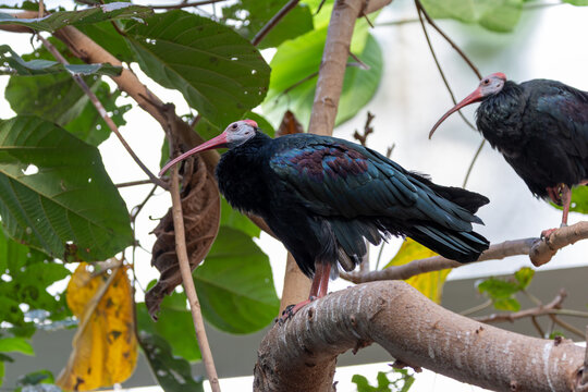 Southern Bald Ibis (Geronticus calvus) - Endemic to the high altitude grasslands of Southern Africa