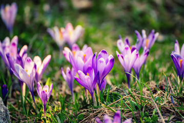 Spring crocus flowers in the green grass, Easter seasonal background