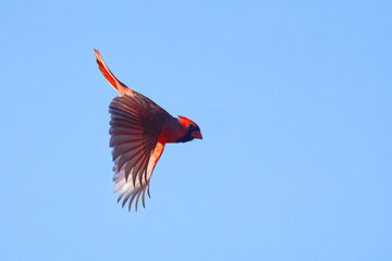 Northern cardinal inflight against blue sky. 