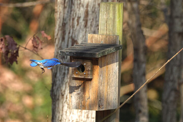 Male blue bird inflight landing in old blue bird box. 
