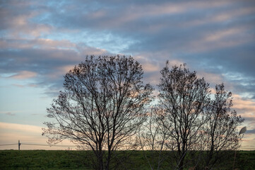冬の朝焼けが残る入間川河川敷の夜明けと静かな木立の風景