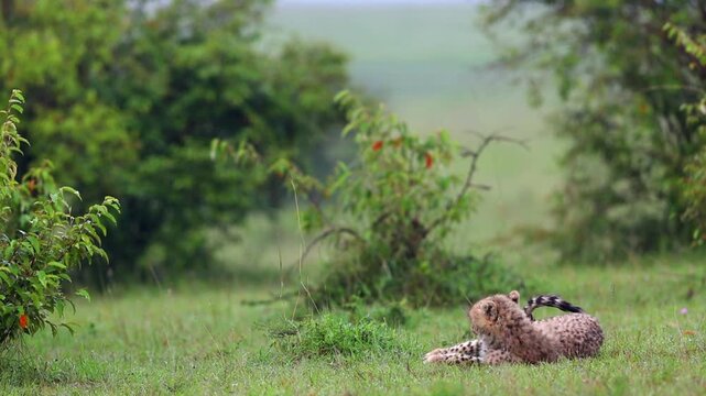 Cheetah from the grasslands of Masaimara in Africa