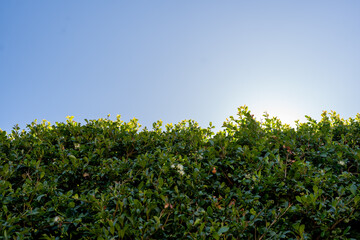 Blue clear sky and green hedge leaves close up as a background with negative space