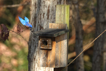 Male blue bird inflight landing in old blue bird box. 